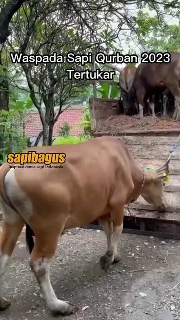Waspada-Sapi-Qurban-2023-Tertukar